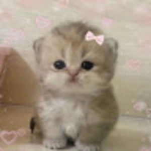 Meet your Posher, Jacquelinn